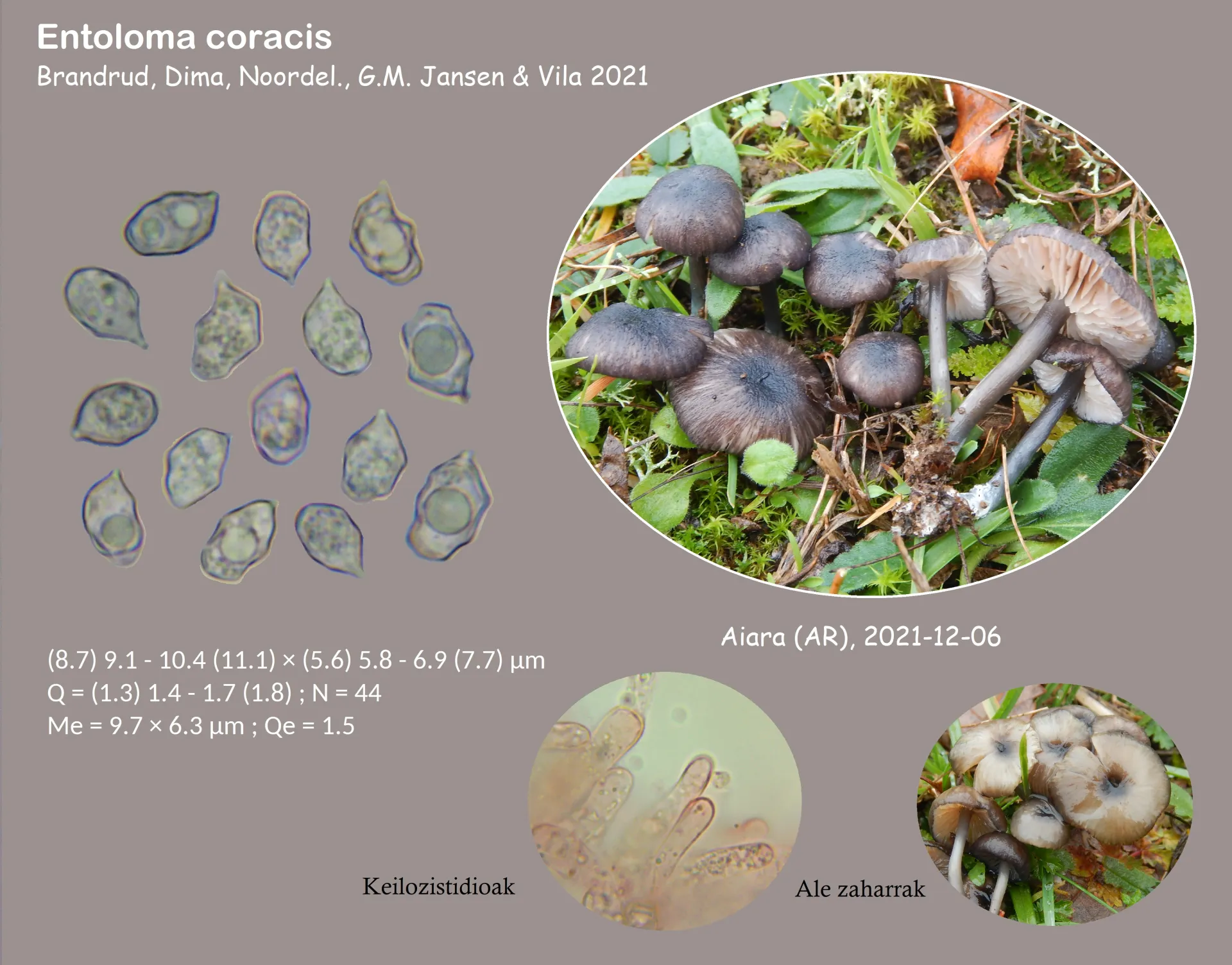 Microscopía de Entoloma coracis